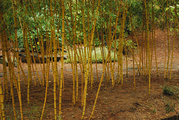 Duke bamboo