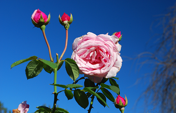Renalda Flower