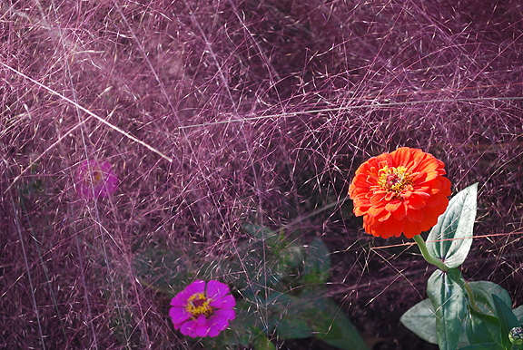 Bush background with flower