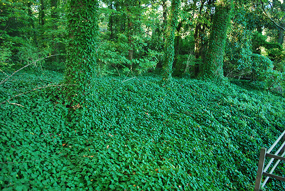 Kudzu at Renalda